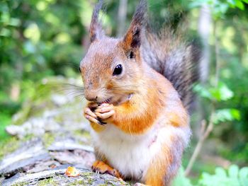 Close-up of squirrel eating food on tree