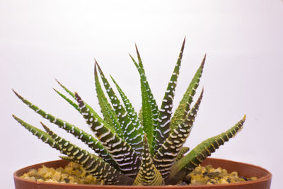 Close-up of succulent plant