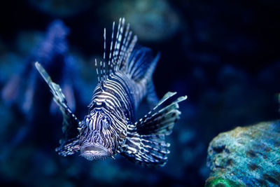 Lionfish in tank