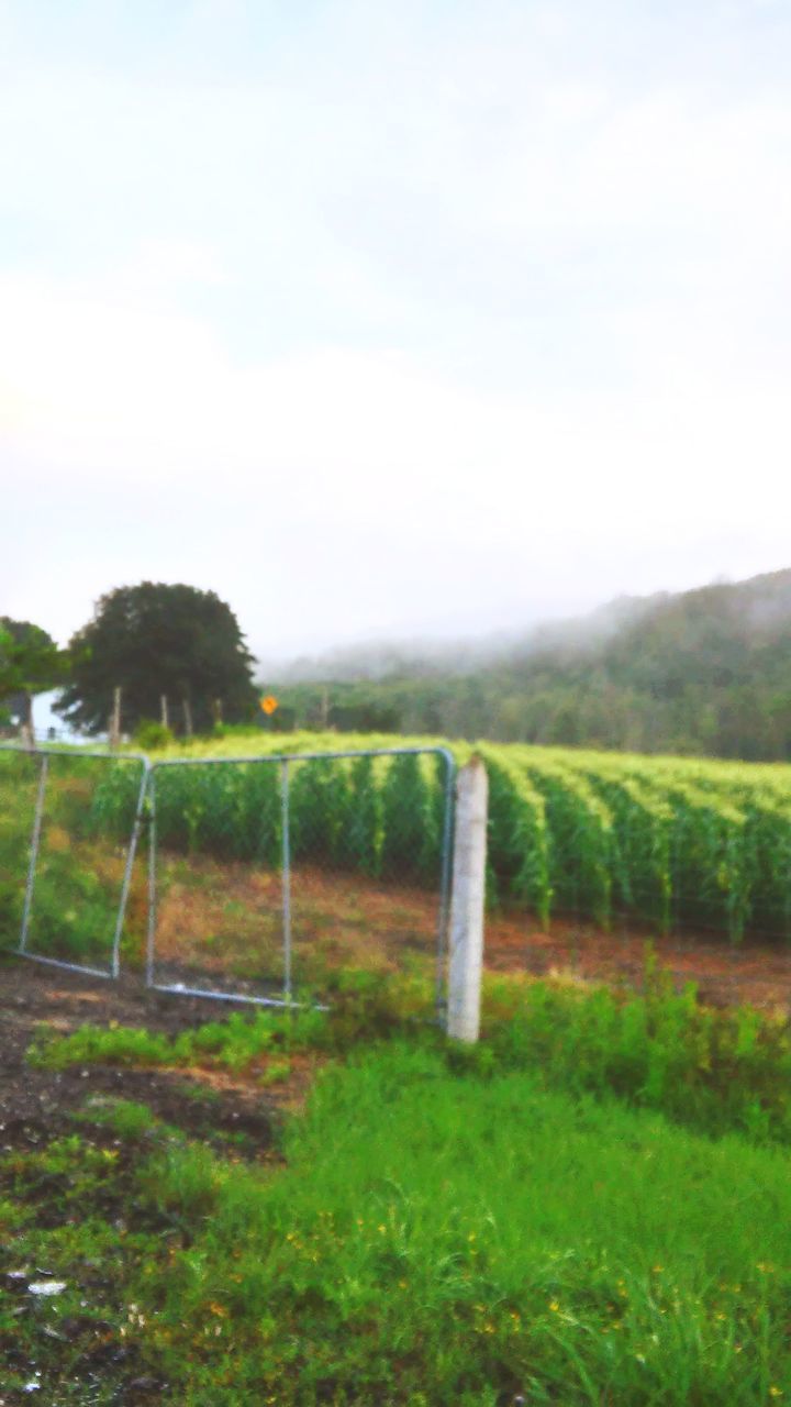 plant, sky, grass, nature, landscape, environment, tree, agriculture, land, no people, field, day, green, scenics - nature, tranquility, cloud, hill, beauty in nature, tranquil scene, rural scene, rural area, fence, growth, outdoors, meadow, pasture, farm, sunlight, soil