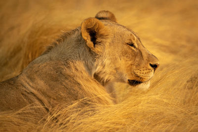 Close-up of lioness lying in dry grass