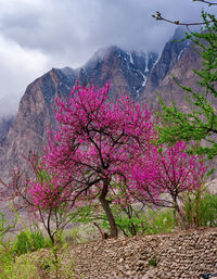Pink cherry blossom tree against mountain range