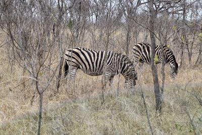 Zebras in a field