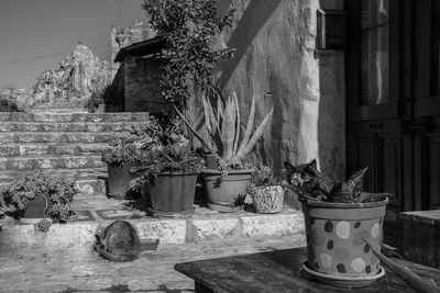 Potted plant against old building