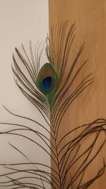 Close-up of peacock