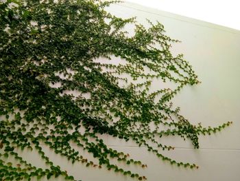 Close-up of ivy on tree