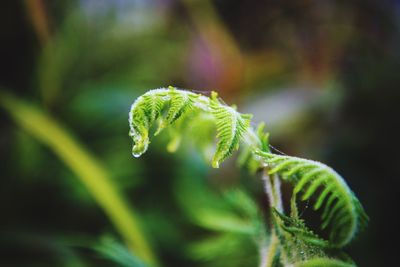 Close-up of fern outdoors