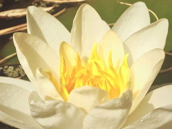 Close-up of fresh yellow flower blooming outdoors