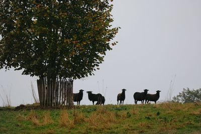 Cows standing on field against clear sky