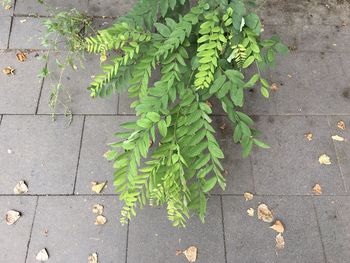 High angle view of leaves on footpath