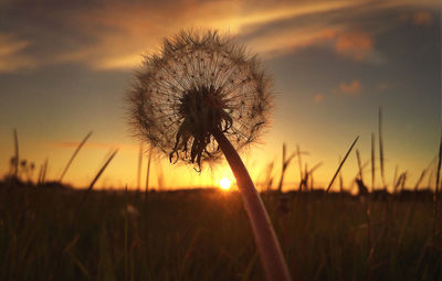 Scenic view of field against sky at sunset