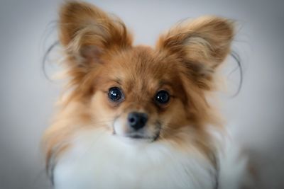 pet