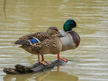 Ducks in water