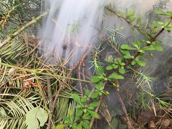 High angle view of plants