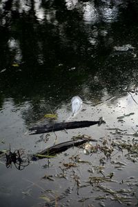 High angle view of bird in lake