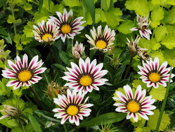 High angle view of flowering plants