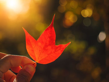 Close-up of hand holding maple leaf during autumn