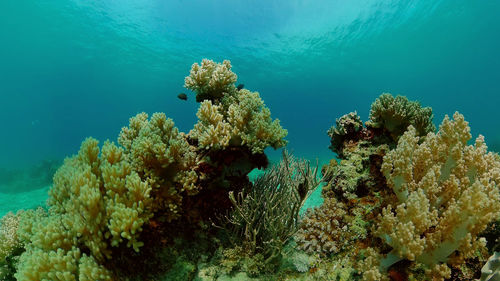 undersea