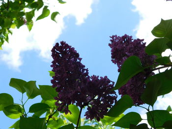 Low angle view of flowering plant against sky