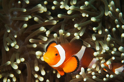 Fish swimming in sea