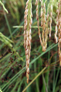 Close-up of crops on field