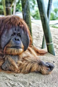 Close-up of orangutan on sand