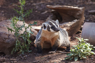 American badger relaxing on field