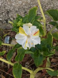 Close-up of flower blooming outdoors