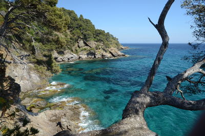 Scenic view of trees at beach