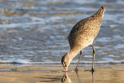 Close-up of sandpiper at beach