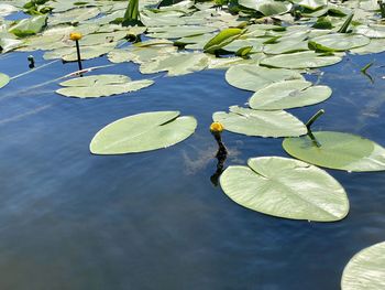 High angle view of leaves floating on water