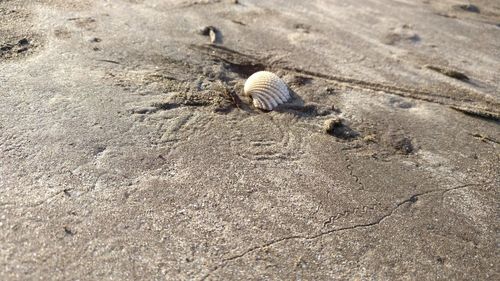 High angle view of shell on sand