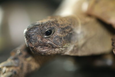 Close-up of lizard