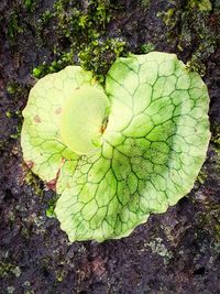 High angle view of leaf on field