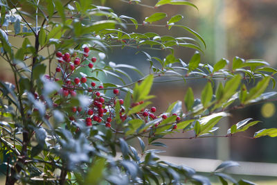 Fresh red berries on plant