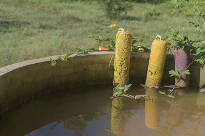 Close-up of flowering plants by lake