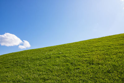 Scenic view of grassy field against sky