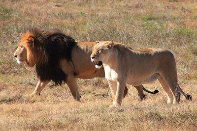 Lion and lioness walking on field during sunny day