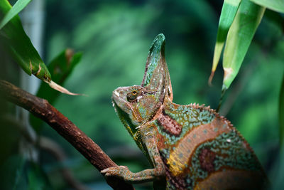 Close-up of lizard on branch