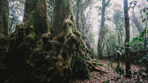 Trees in forest