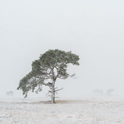 Tree on landscape against clear sky during winter