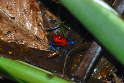 Close-up of insect