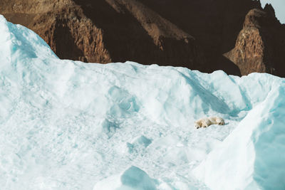 Polar bear resting on an iceberg in the arctic wild