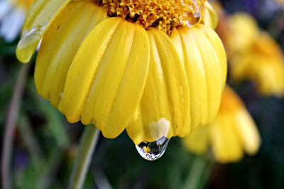 Close-up of yellow flowering plant