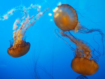 Close-up of jellyfish swimming undersea