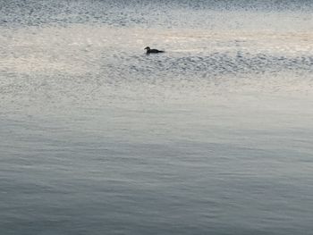 Man swimming in sea