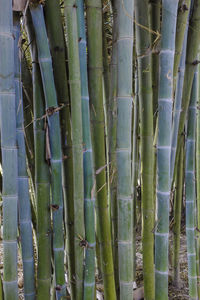 Full frame shot of bamboo plants growing in forest