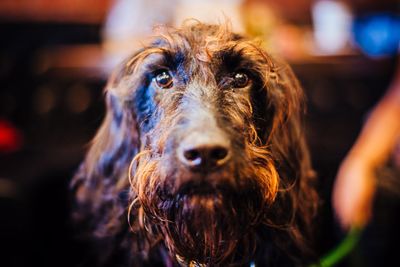 Close-up portrait of dog