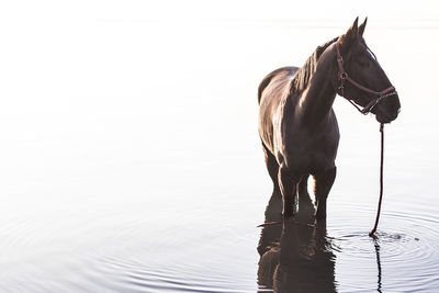 View of a horse drinking water