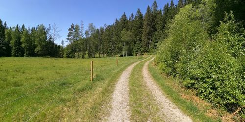 Panoramic shot of road amidst trees on field